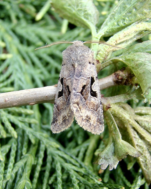 Hebrew character